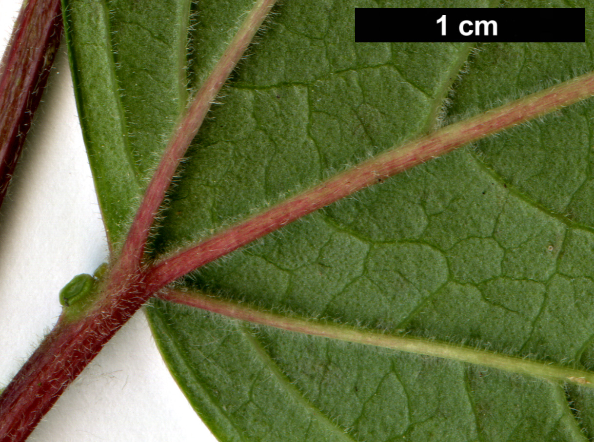 High resolution image: Family: Adoxaceae - Genus: Viburnum - Taxon: sargentii - SpeciesSub: var. puberulum